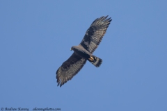 Zone-tailed hawk