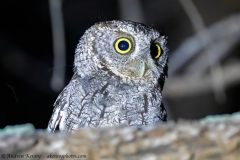 Whiskered Screech-Owl