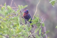 Varied Bunting