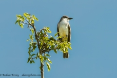 Thick-billed Kingbird