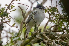 Gray-collared Becard