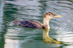 Yellow-billed Loon