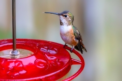 Rufous Hummingbird (female)