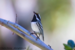 Black-throated Garay Warbler