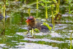 American Coot (new born chick)