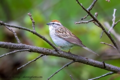 Chipping Sparrow