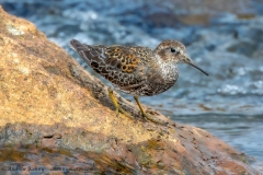 Rock Sandpiper