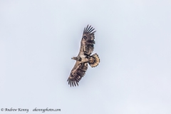 Bald Eagle (juvenile)